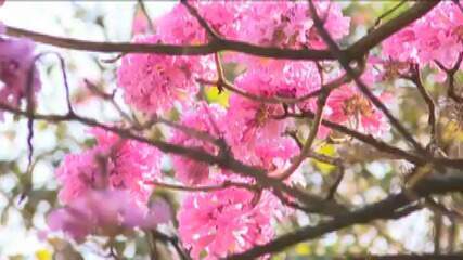 Mudança climática: Entenda por que florada dos ipês-rosas está atrasada neste ano